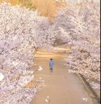 서울숲-벚꽃