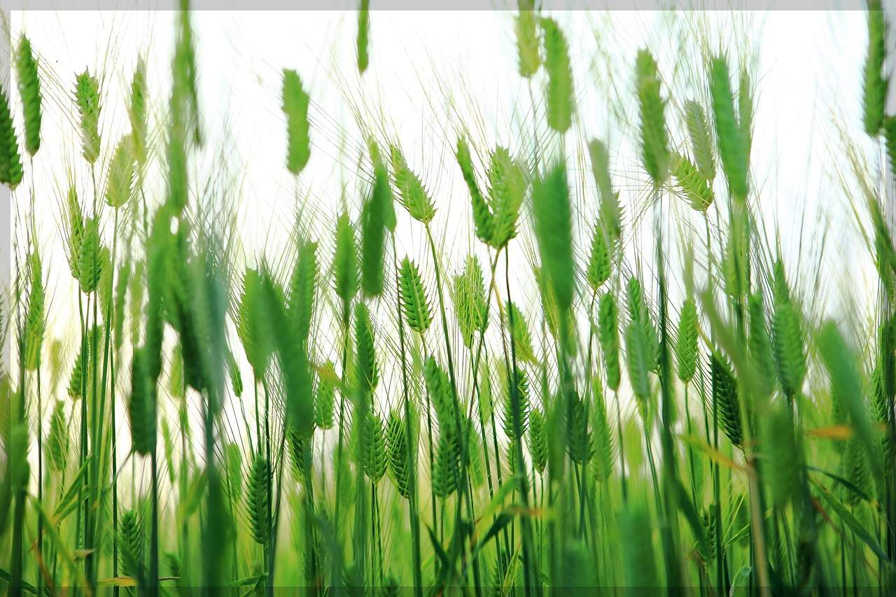 귀농초보를 위한 직불굼 활용법