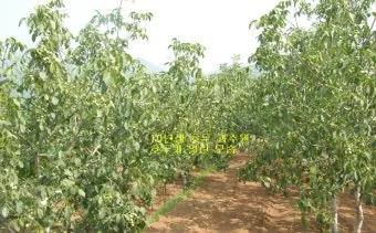 호두 재배 순 지르기 수분 수정 고온 피해 예방_11