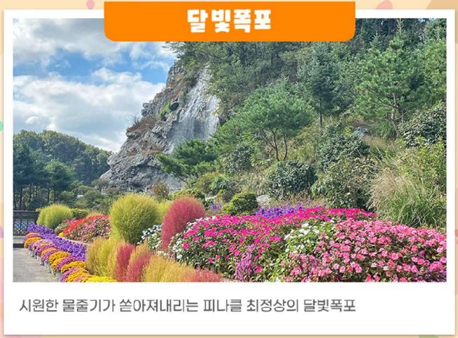 오천만송이 국화꽃향기 축제