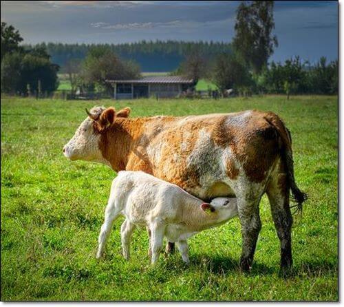수유중인 젖소