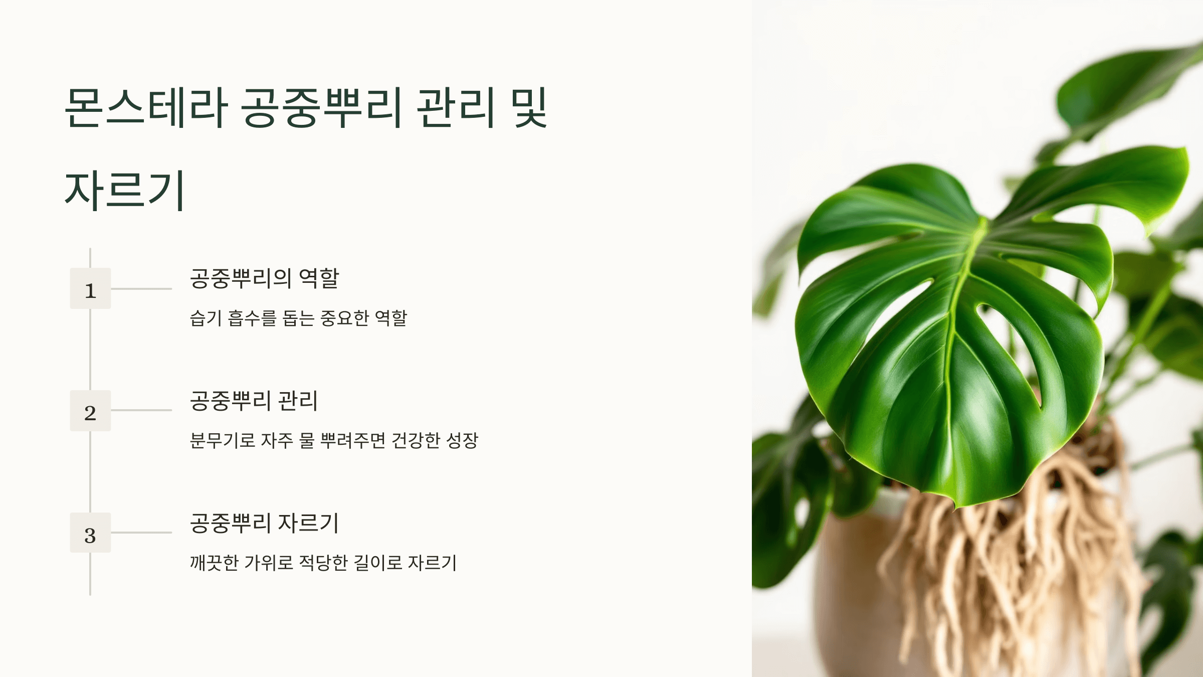 몬스테라와 관련된 사진입니다.