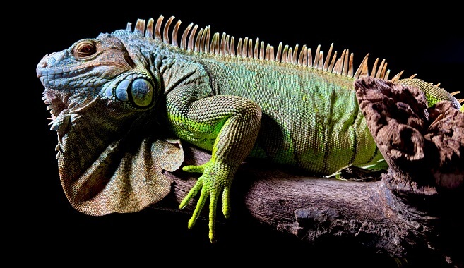 애플 아이폰15 출시일 사전예약