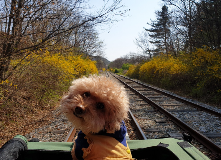 경강 레일바이크