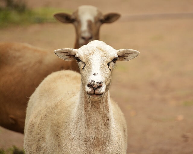 2024년 신년운세 양띠 2월 지혜의 발동시기~