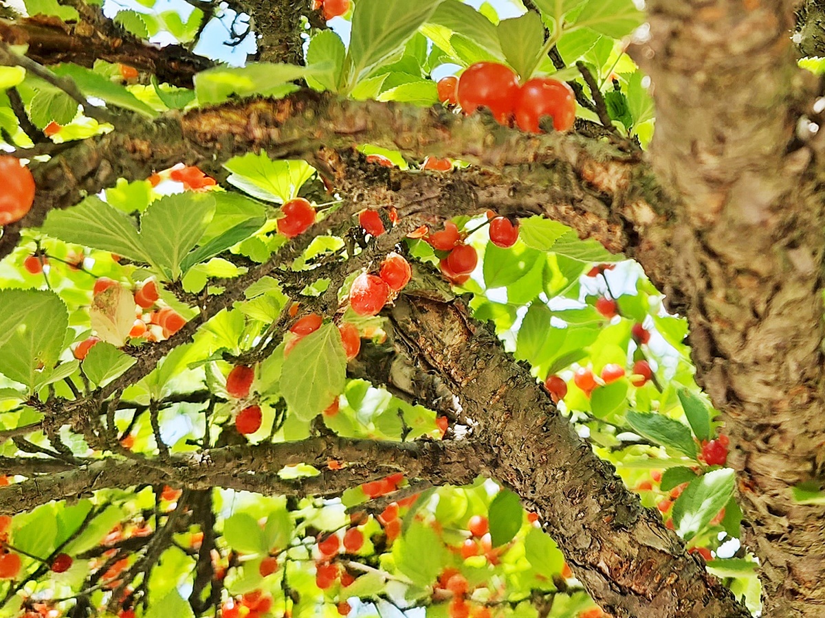 앵도나무(앵두나무)