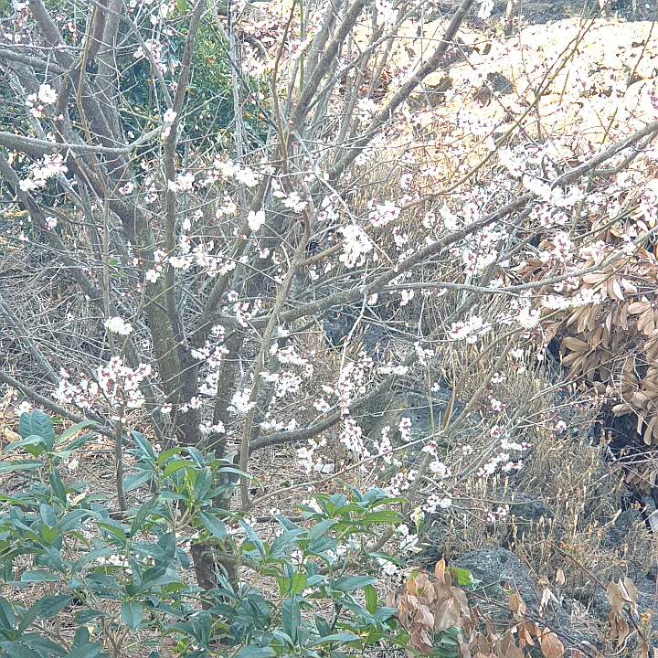 매화꽃