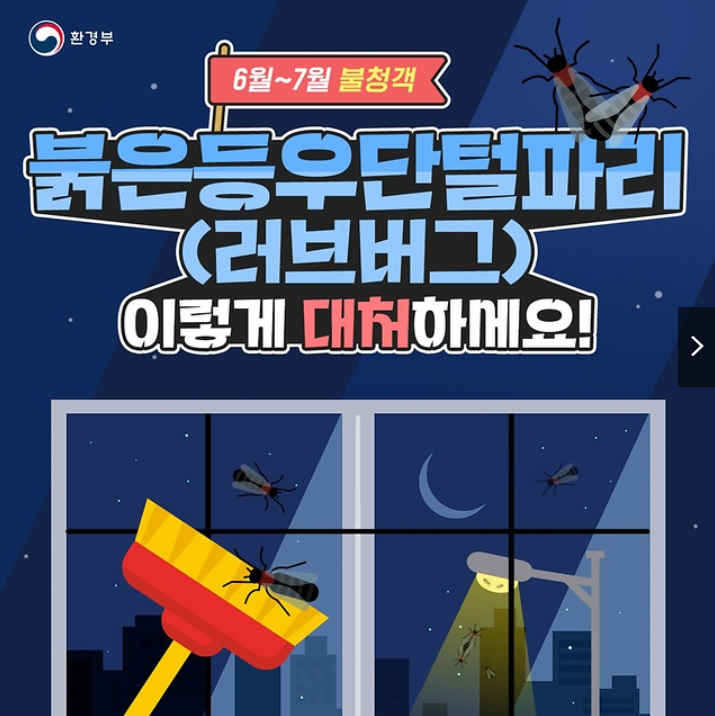 러브버그 대처