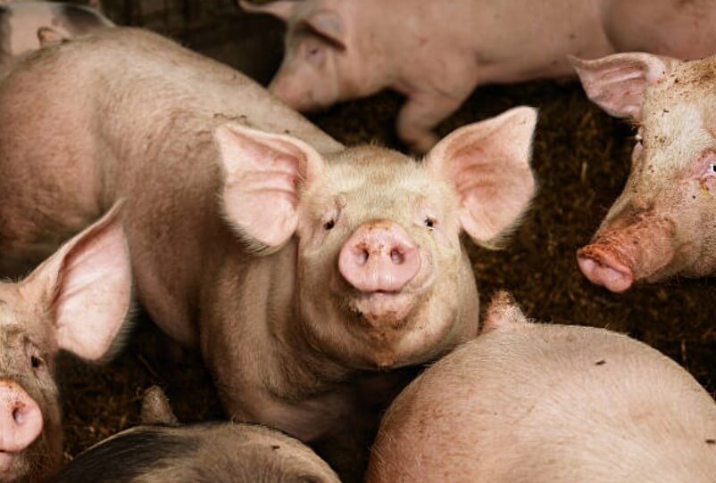 죽은돼지짊어지는꿈