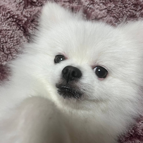 귀여운_강아지_꾸마