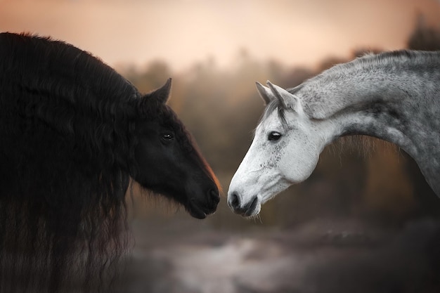 임신 태몽 종류 풀이 뜻