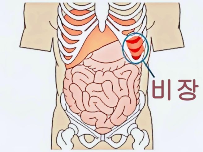 비장이란