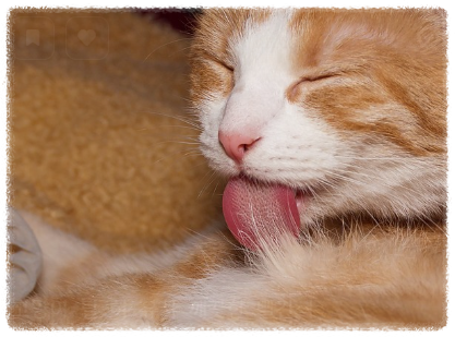 고양이 털 관리