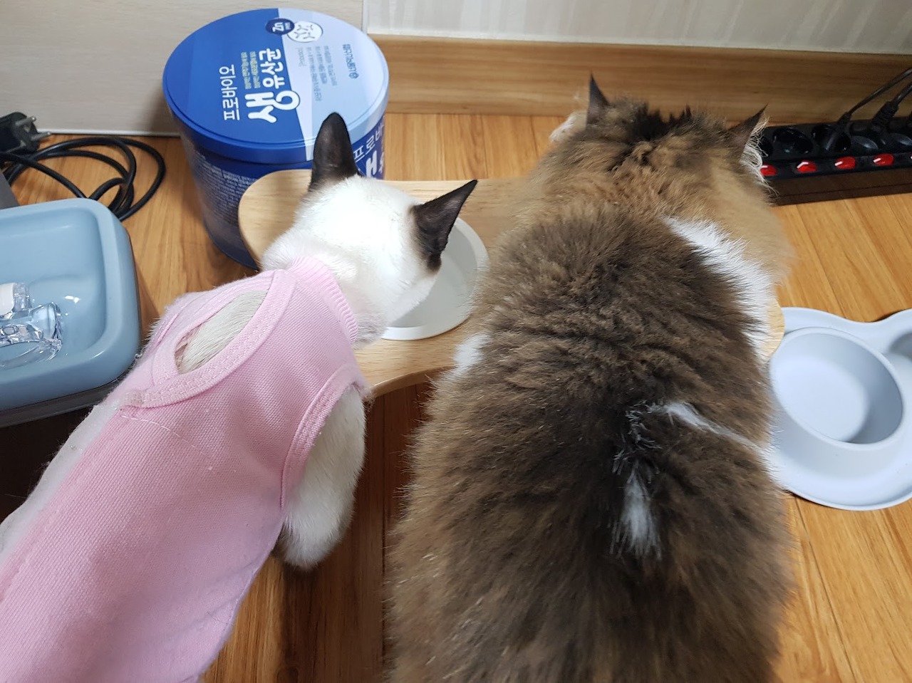 중성화 수술 후 환묘복을 입고 잘 적응한 크림이(샴고양이)와 로제(페르시안)