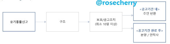유기동물신고후-구조-보호-공고-프로세스