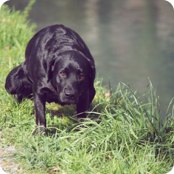 똥 꿈해몽 풀이 똥 만지는 꿈