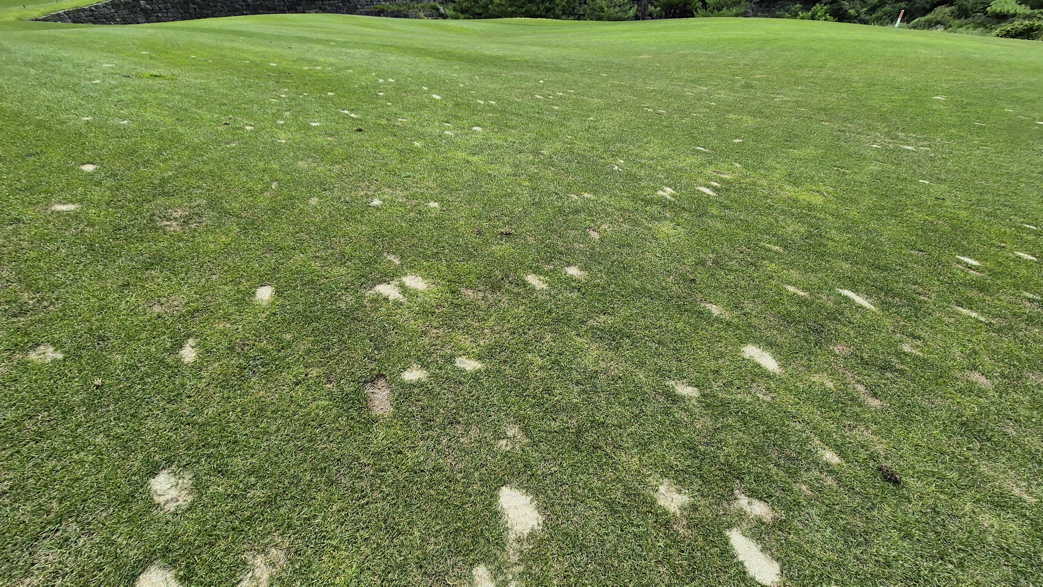 센테리움cc 스코틀랜드-웨일즈 코스 라운드 후기