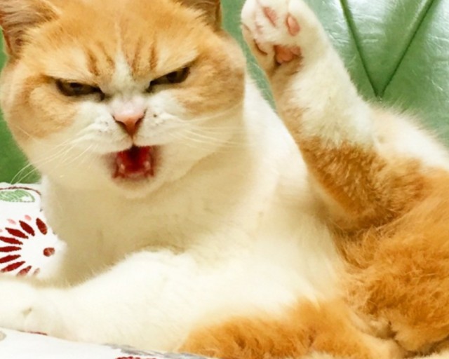 고양이 피부사상균증