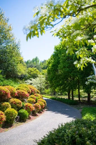 경상남도 수목원 5월의 꽃 관음죽꽃 핑퐁나무 황금자주달개비 마가렛 만첩빈도리 자란 크레이프자스민_8