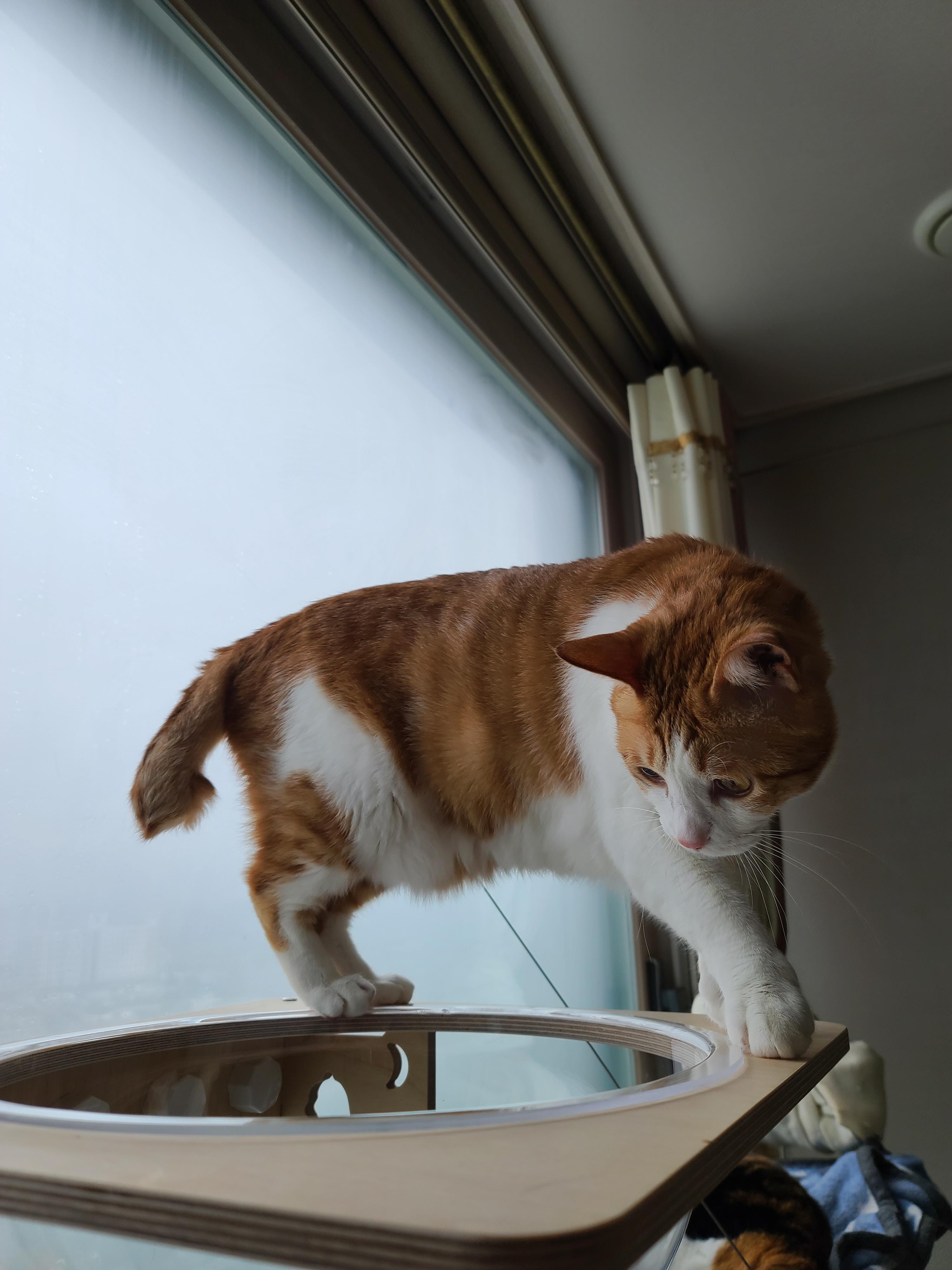 조심성 많고 소심한 막둥이의 캣볼 탐험기!! 결국 막둥이는...