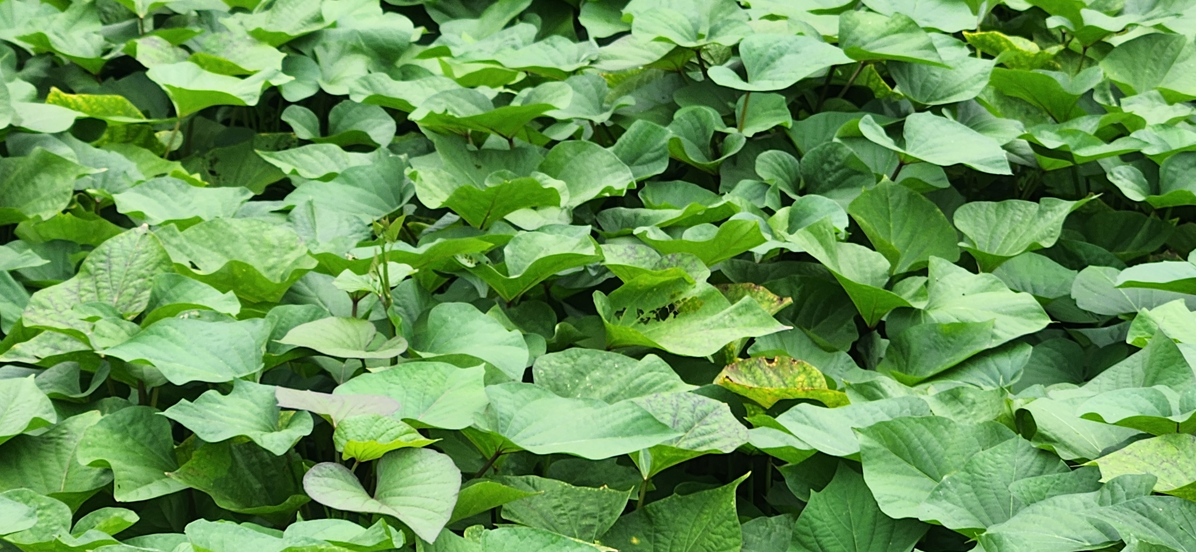 푸른 고구마순 잎이 무성하게 자란 모습