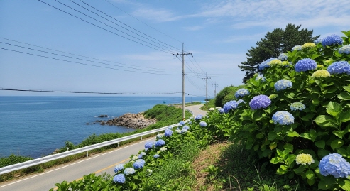 수국과 바다가 만나는 풍경