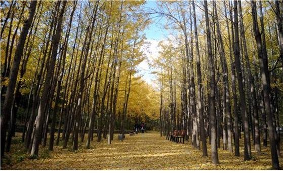 서울단풍길 96선