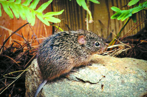 신증후군출혈열 치사율 및 사망률