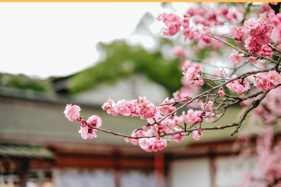 교토 벚꽃 여행 완벽 가이드