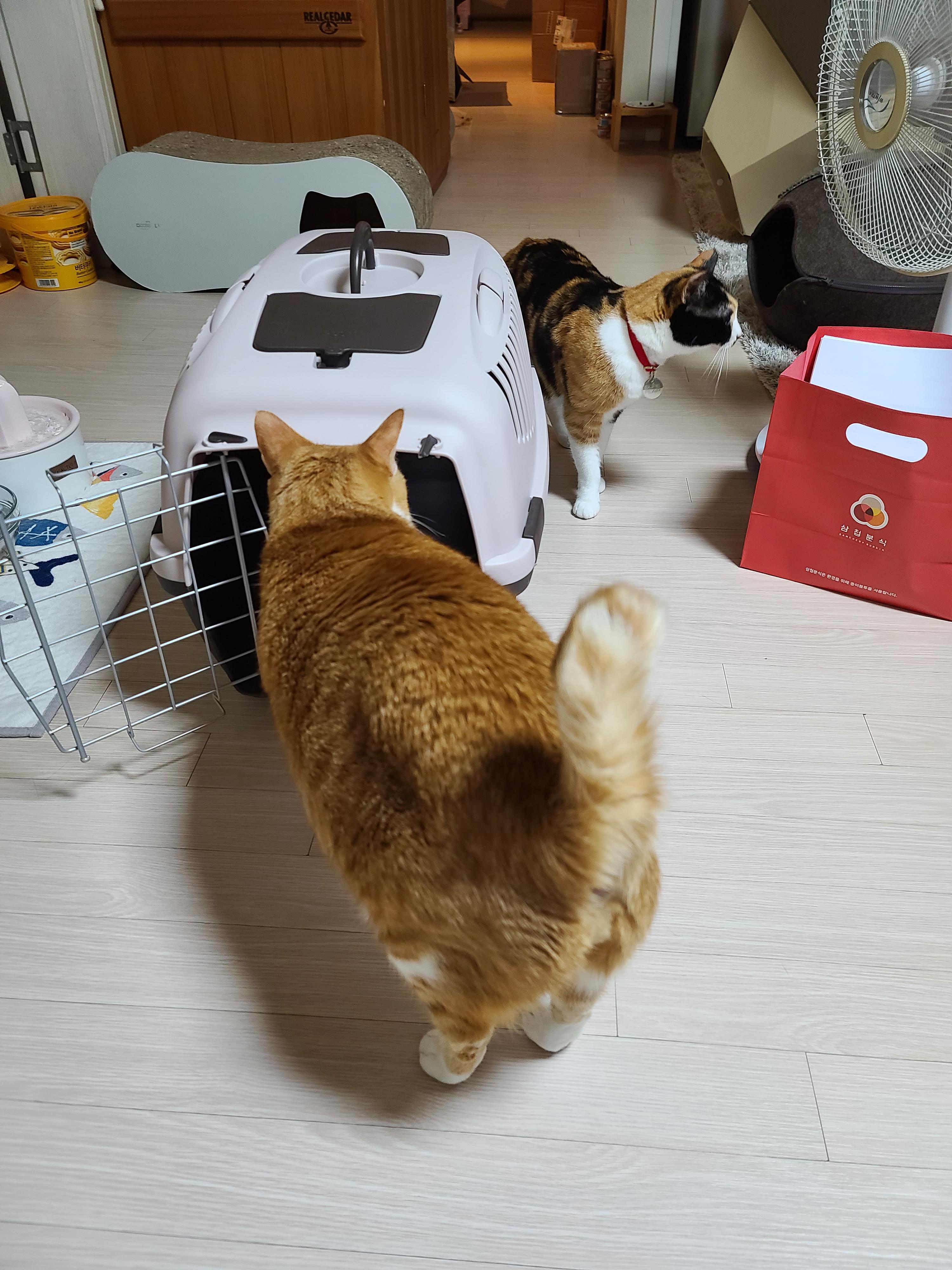 새 이동장이 왔다. 고양이들 총출동!