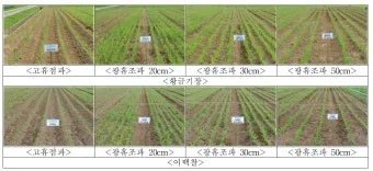 기장 재배 건조 토양 적합 파종 방법 탈곡 요령_4