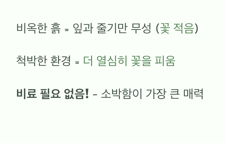 비료 없이 더 예뻐지는 소박한 매력