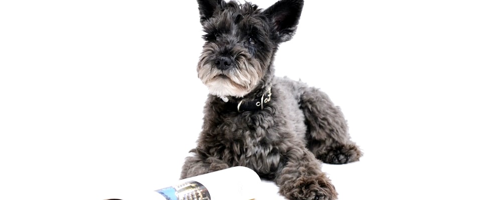 사료 급하게 먹는 강아지 4