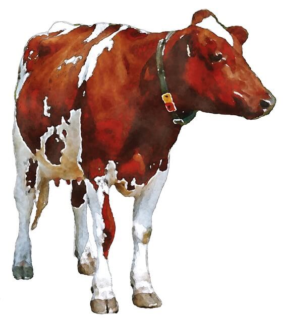 2025년 을사년 1월 운세 (2) 소띠 '뱀은 내 친구인데?'