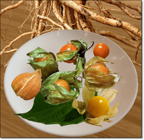 아슈와간다 뿌리 및 열매 효능