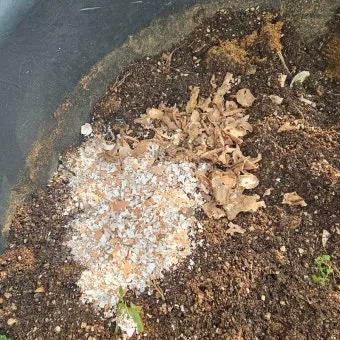 계란껍질 분말 토양개선 칼슘보충 사용요령 초보도 따라하기_8