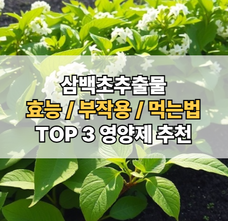 삼백초추출물-효능-부작용-먹는법-BEST3-추천