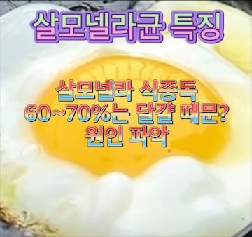 계란-살모넬라-균-특징-원인