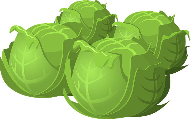 양배추 다이어트 식단