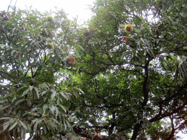 밤나무 꿈 해몽