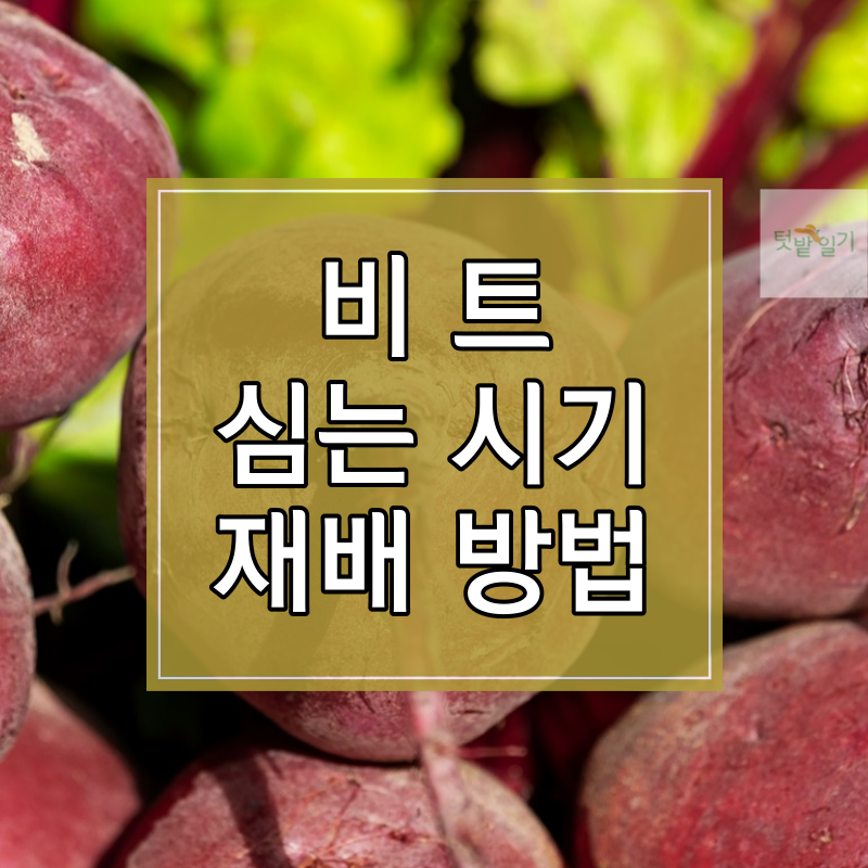 비트 심는 시기 및 재배방법 썸네일