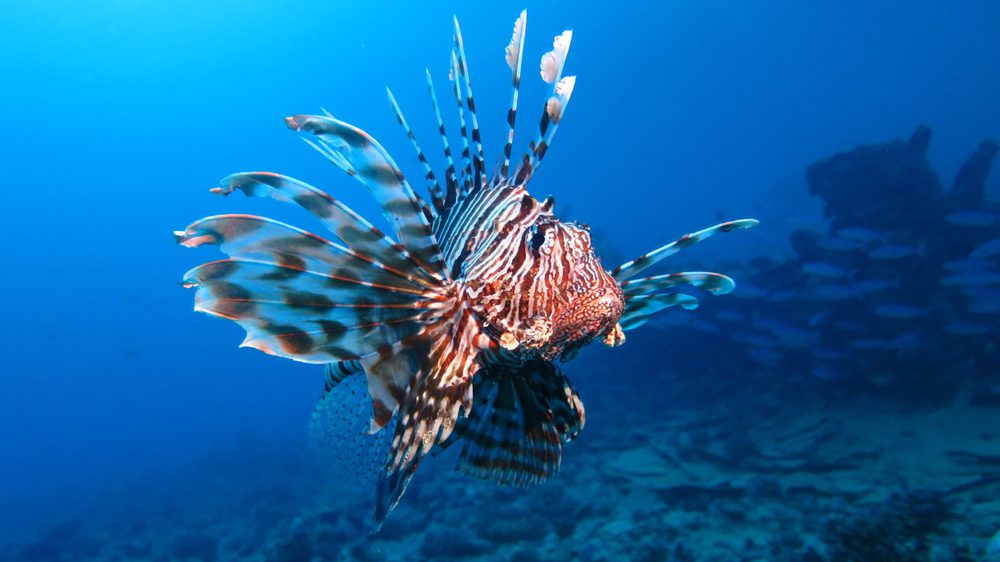 Ikan Singa Merah