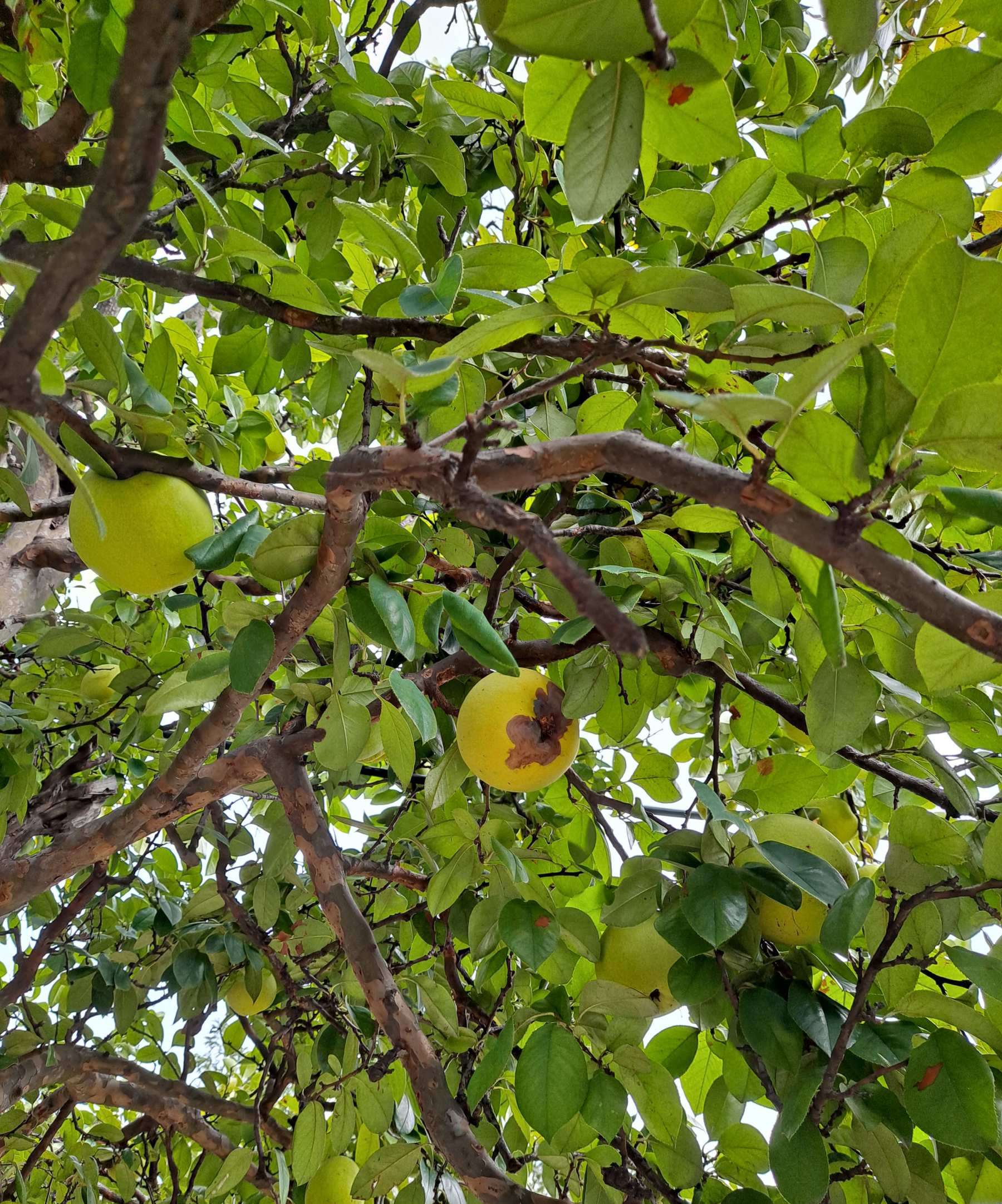 나무에 열린 모과