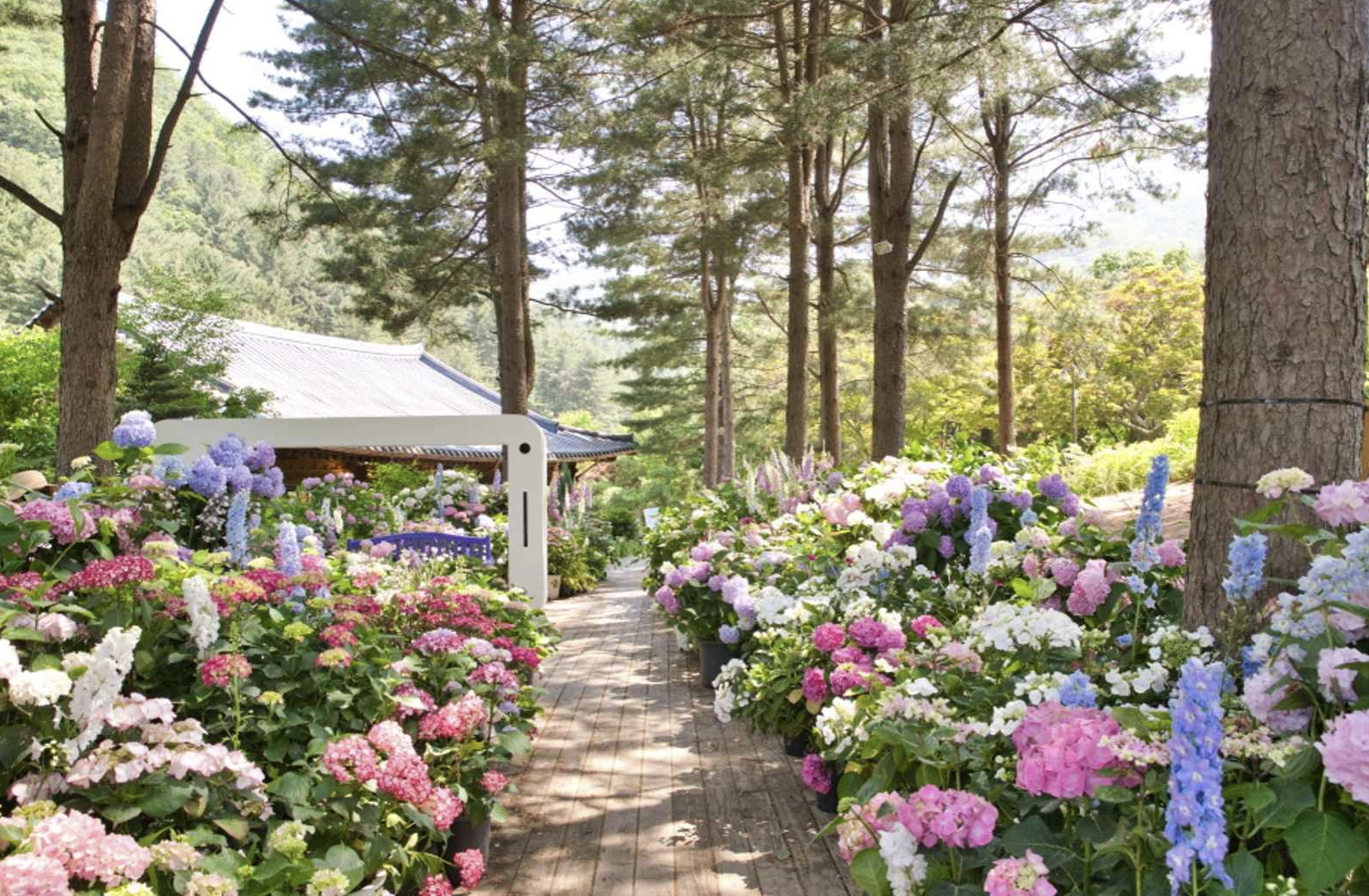 가평 아침고요수목원 수국전시회