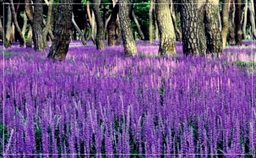 볶은 맥문동: 한국의 맛있는 요리와 그 효능