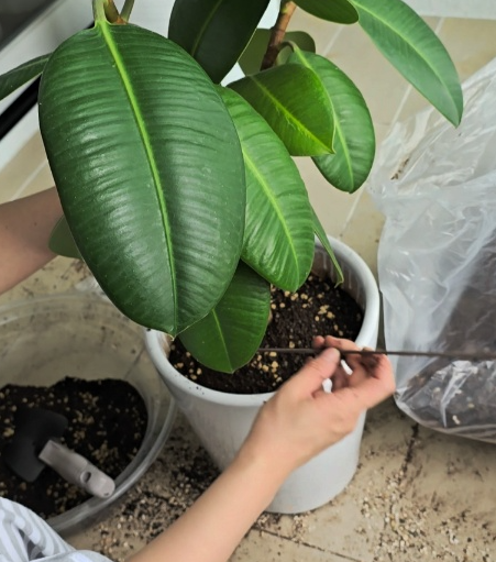 뿌리틈속에 새흙이 자리를 잘 잡을 수 있도록 막대리고 콕콕 찔러주어요