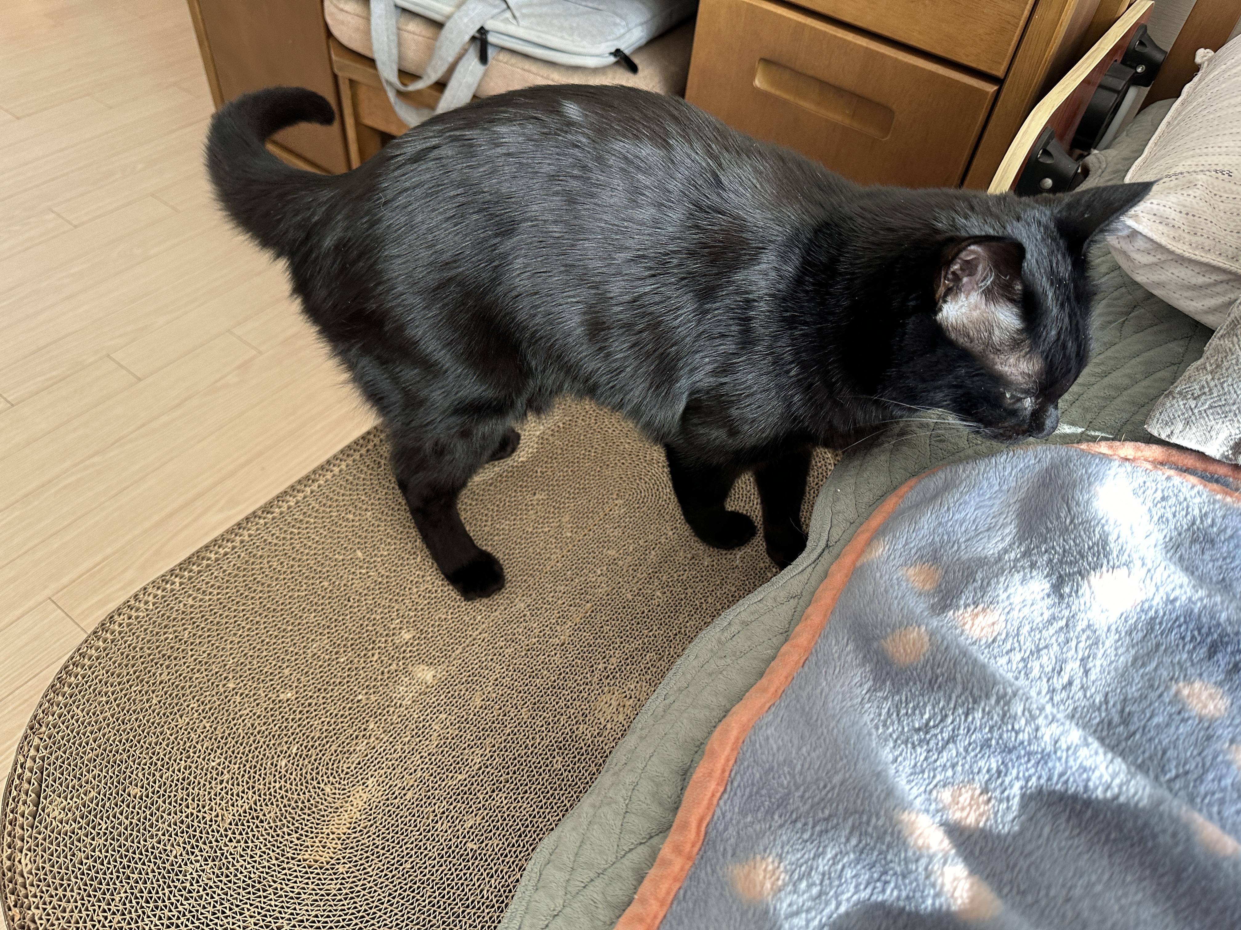 담요_아래에서_나온_올블랙고양이_건이