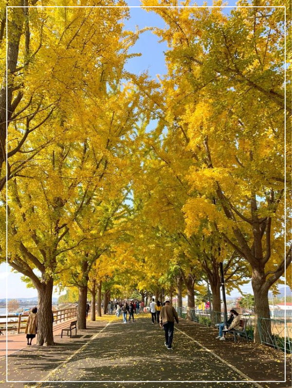 아산 은행나무길 이미지 / 출처: 트립닷컴