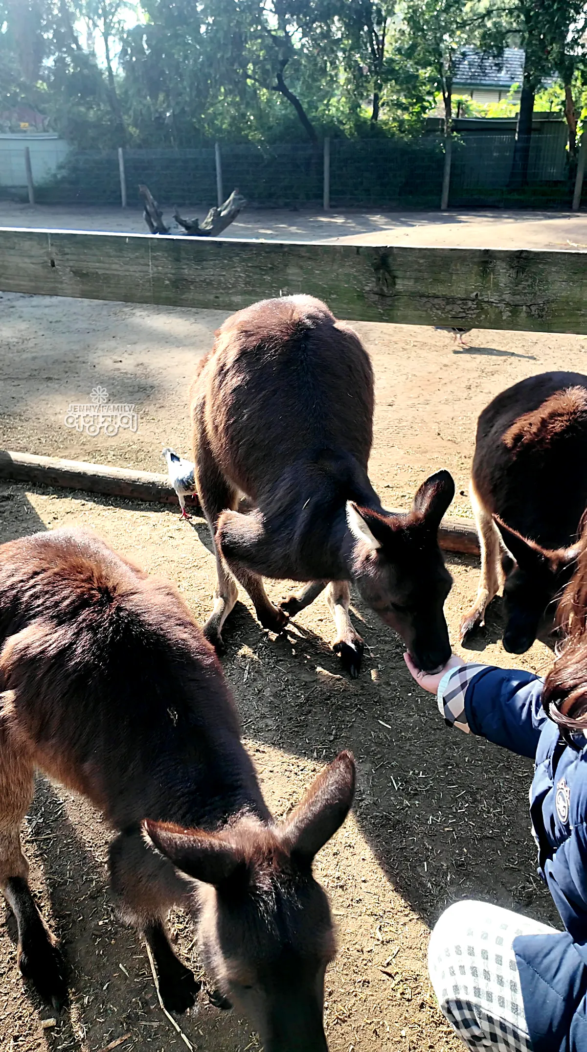 아이 손에서 직접 먹이를 받아먹는 캥거루 / Kangaroo eating food directly from a child&rsquo;s hand