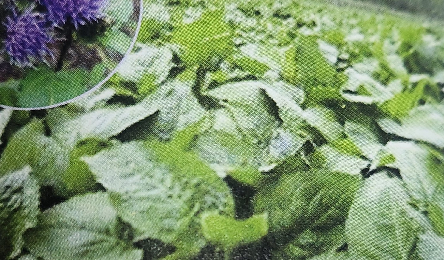 고려엉겅퀴